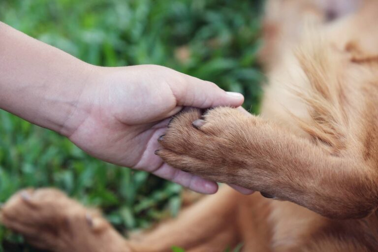 A person holding a dog's paw, symbolizing trust and connection between humans and dogs