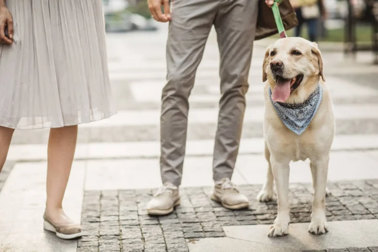 Light-colored Labrador Retriever with blue bandana, calmly walking in an urban setting with people holding the leash.