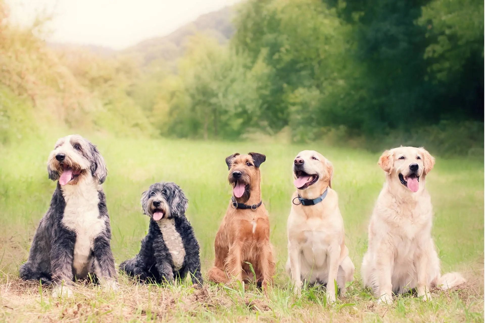 Five different dog breeds sitting together in a grassy field, showcasing their unique appearances and characteristics.